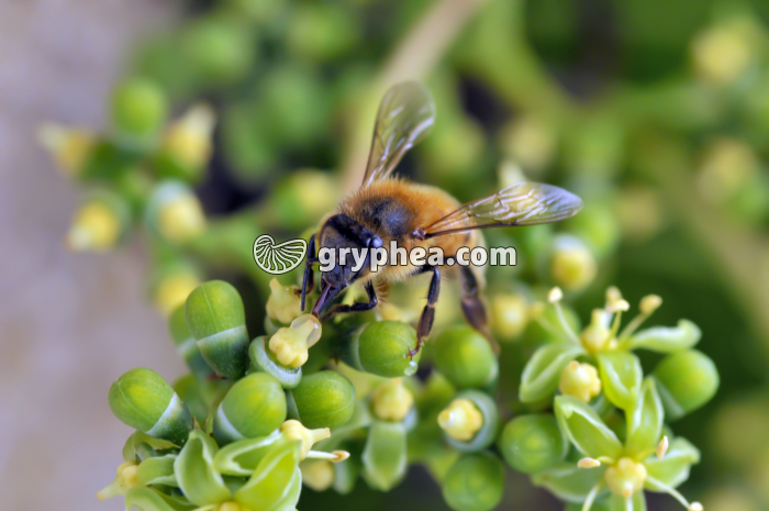 Abeille butineuse (Apis melifera) - gryphea.org